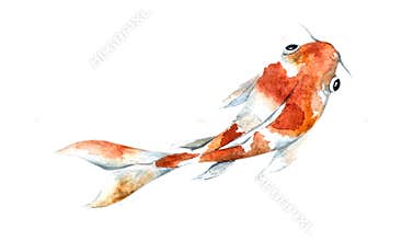 Watercolor orange koi, beautiful fish on an isolated white background