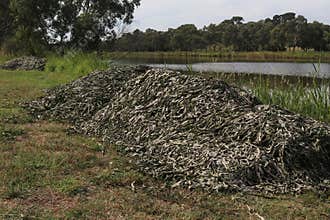 Generic vegetation debris accumulated at a rivers edge after floods