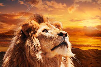 Majestic lion