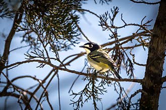Black-capped vireo resting in a cedar tree