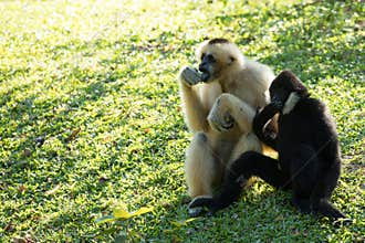 Two Pileated gibbon Hylobates pileatus sitting looking on green grass