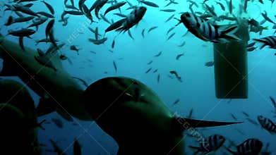 Pack of sharks in school of fish underwater ocean of Tonga.