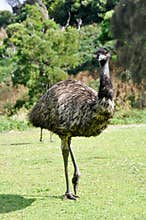 Australian emu at Tower Hill wildlife reserve
