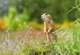 The European ground squirrel Spermophilus citellus