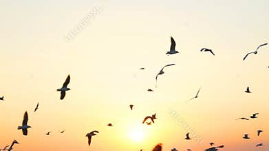 Seagull flying slow motion with sunset.