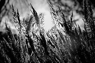 Dry grass field over the setting sun