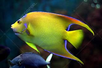 Yellow tropical fish
