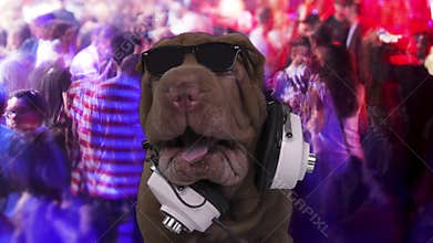 DJ french bulldog with headphones