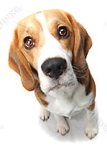Beagle dog