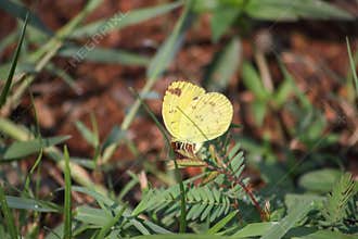 a little butterfly perched on the grass of the soccer field