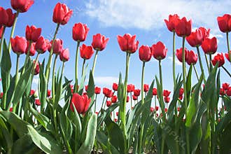 Bright Red Tulips