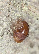 Arthropod half eaten