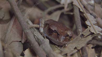 Spotted Litter Frog camouflage hiding among dried leaves and branch and opening eyes looking camera in jungle. Tropical Wildlife