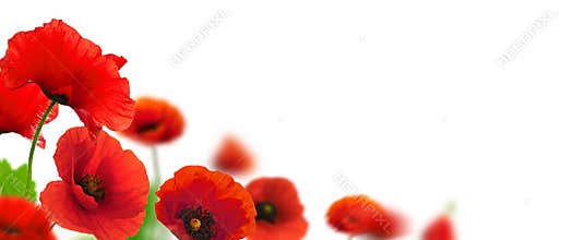 Poppies border - spring flowers garden