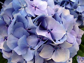 Hydrangea