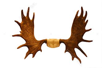 Horns of moose