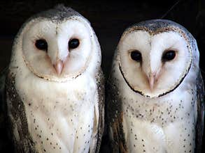 Animal - barn owl