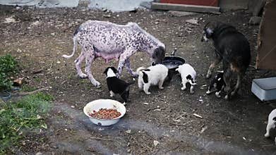 Puppies and sick dogs in a homeless shelter. Stray abandoned dogs.