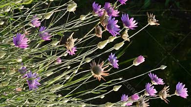 Blooming everlasting plant immortelle, Xeranthemum annuum
