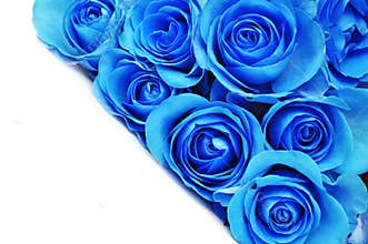 Blue rose flowers