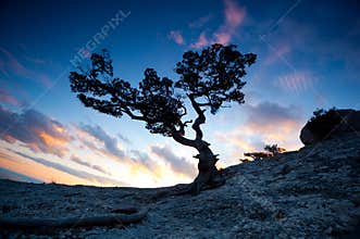 Zen tree