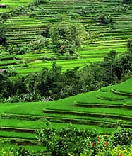 Rice Terraces, Bali, Indonesia