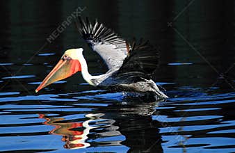 Brown pelican on lake