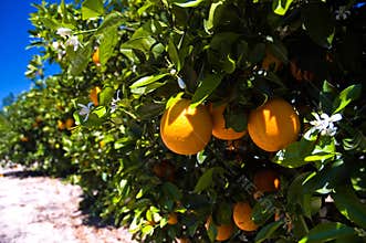 Florida orange grove
