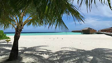 Palm tree casting dense shadow on sand beach of resort