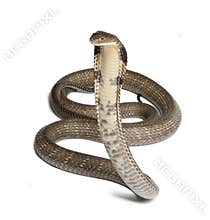 King cobra - Ophiophagus hannah