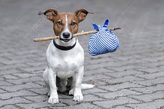 Dog with a blue bag