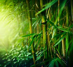 Bamboo