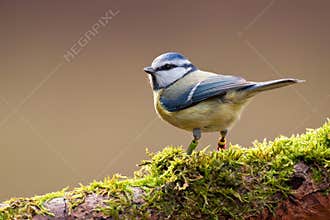 Blue Tit
