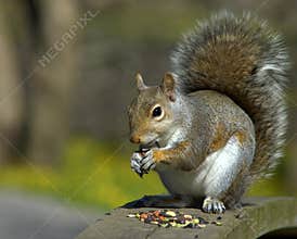 Grey Squirrel