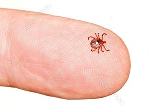 Lone star or seed tick on finger