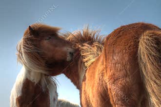 Horses nuzzling