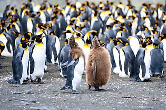 Who`s taller? King Penguins, juvenile and chick penguin in front of colony. Courtship behavior, Salisbury Plain, South Georgia