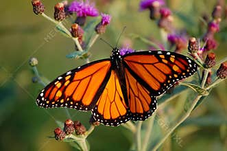 Monarch Butterfly
