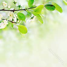White spring flowers on a tree branch