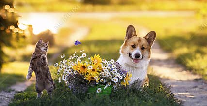 Fluffy friends a cat and a dog catch a flying butterfly in a sunny summer garden