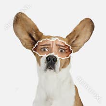 Contemporary art collage of dog with female eye element isolated over white background. Shy look