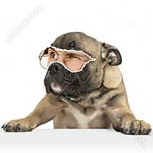 Contemporary art collage of pug dog with male eye element isolated over white background. Suspicious look
