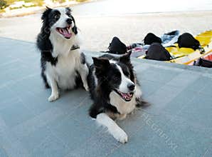 Two lovely black and white mammal animal dog border collie, lying near the beach