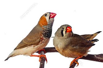 Two zebra finch birds