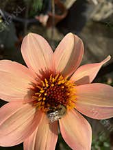 Hard at work honey bee