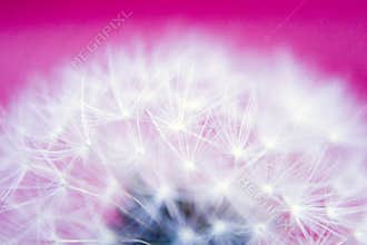 Seeded dandelion head