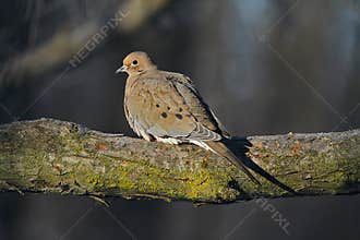 Mourning Dove in Warm Sunlight - Zenaida macroura