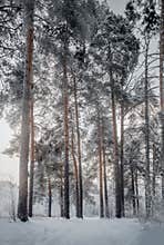 Forest under snow at cloudy day
