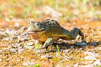 Giant African Bullfrog Pyxicephalus adspersus