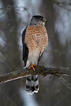 Attentive Coopers Hawk Looking to his left - Accipiter cooperii
